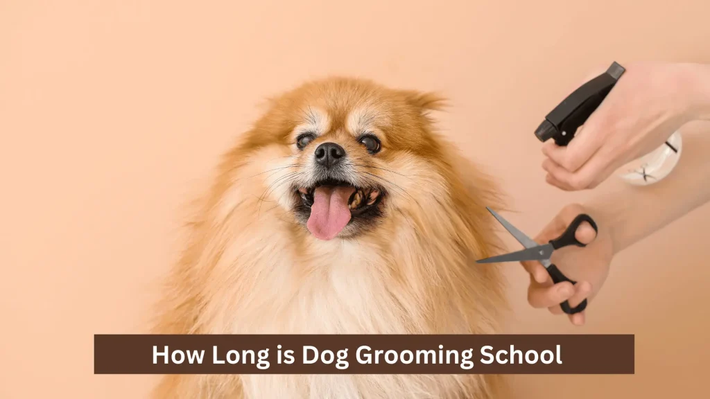 How Long is Dog Grooming School