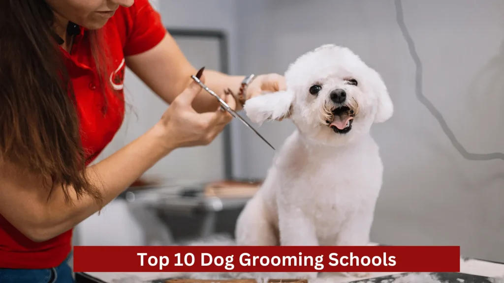 Top 10 Dog Grooming Schools