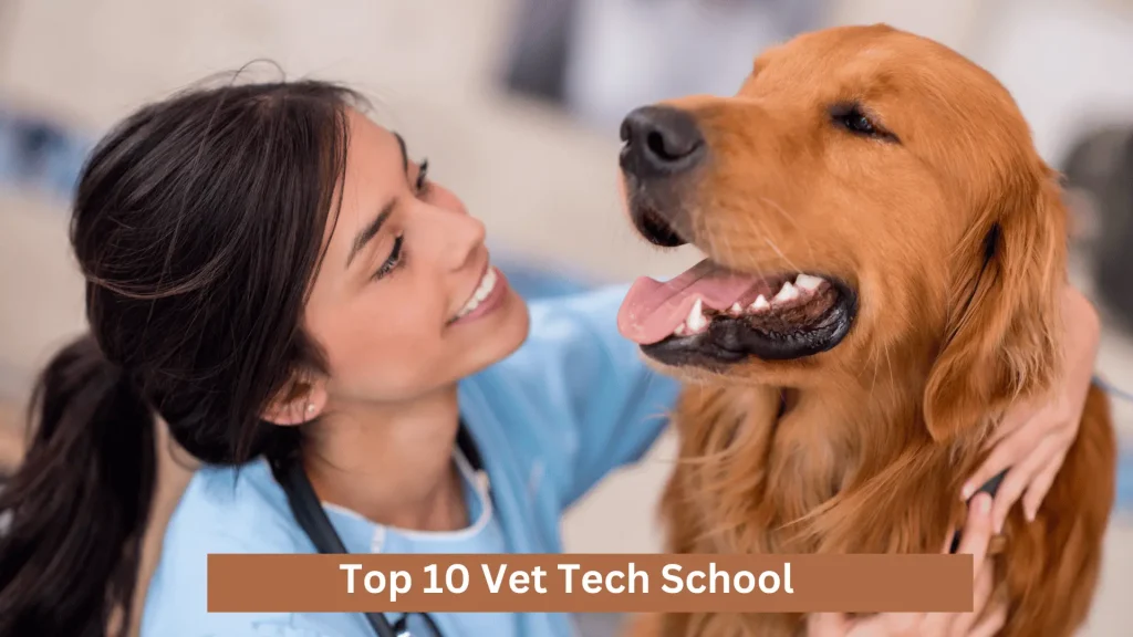 Top 10 Vet Tech School